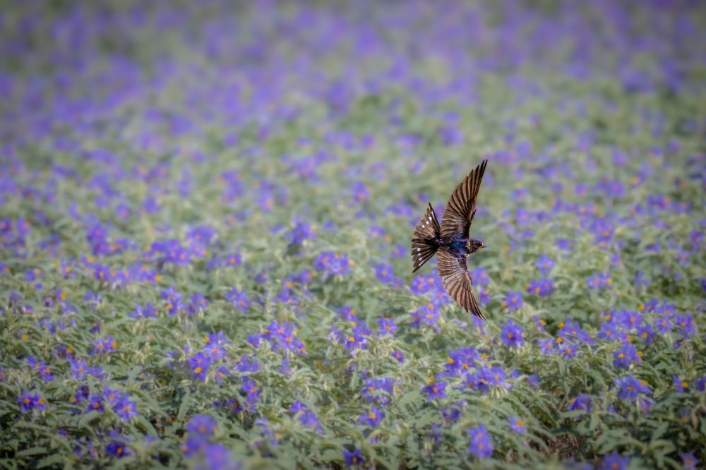 Photograph by Nijas Mohamed