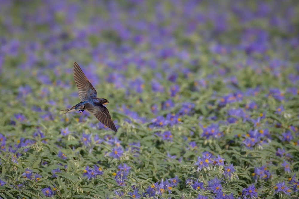 Photograph by Nijas Mohamed