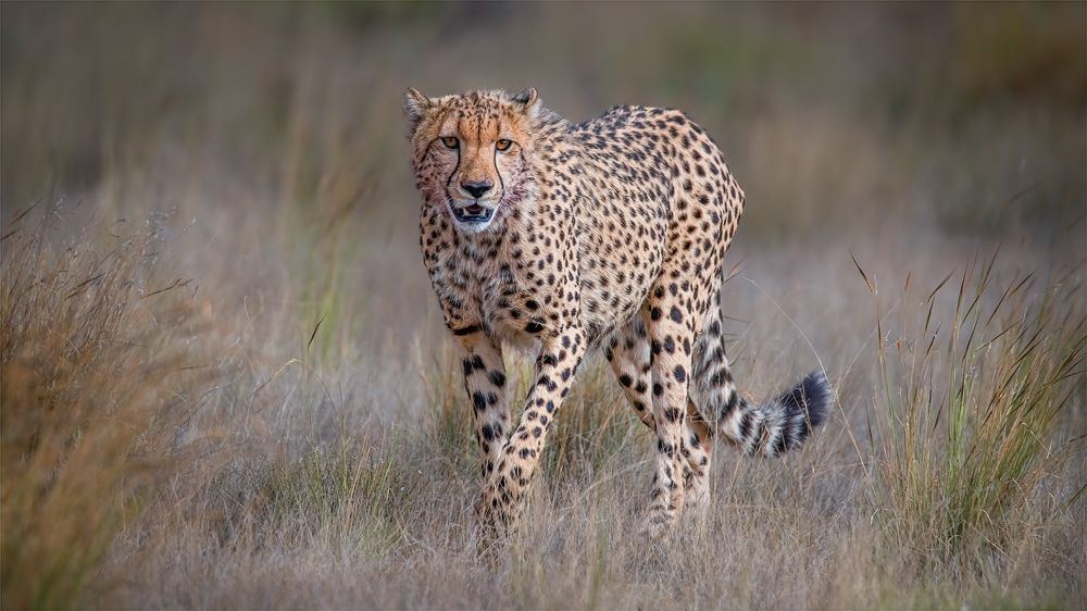 Photograph by Tania Cholwich