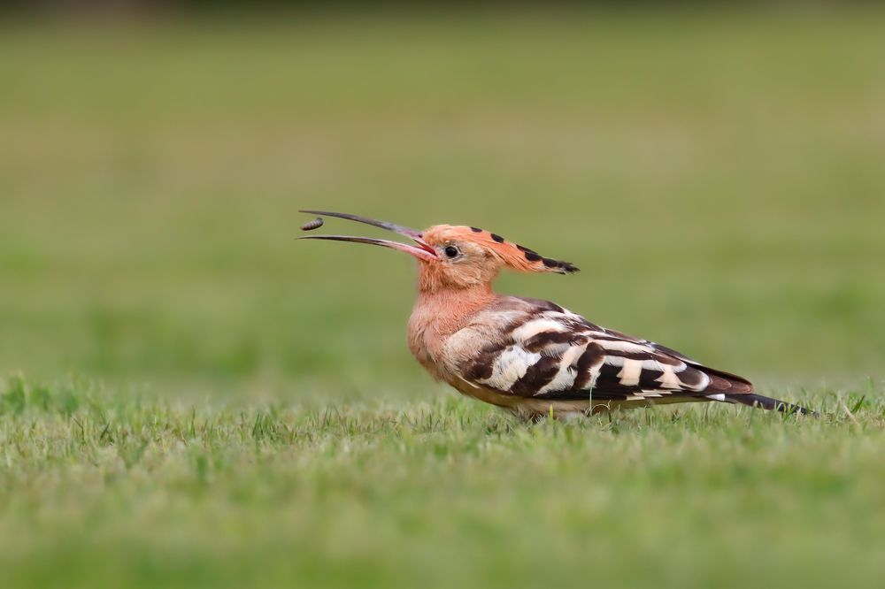 Hoopoe Toss
