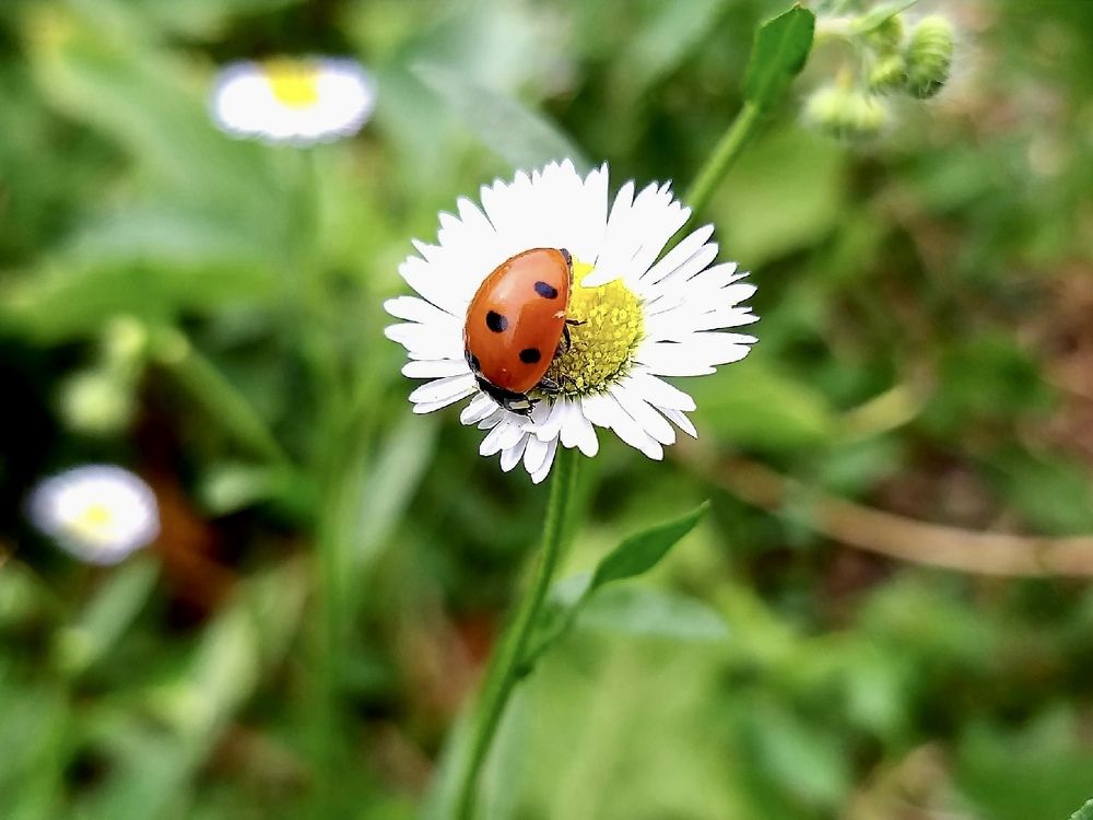 Фотография автора Елена Чиликина