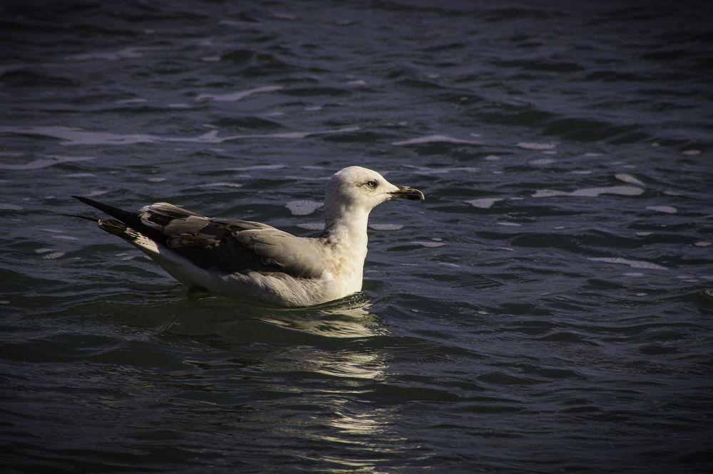 Фотография автора frankie frankie