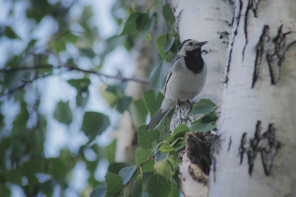 Photograph by Астафьева Анастасия