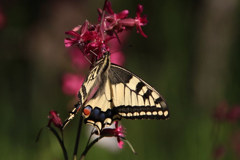 Фотография автора Анастасия Зверева