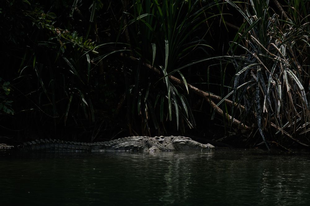 The glimpse of the mighty crocodile.