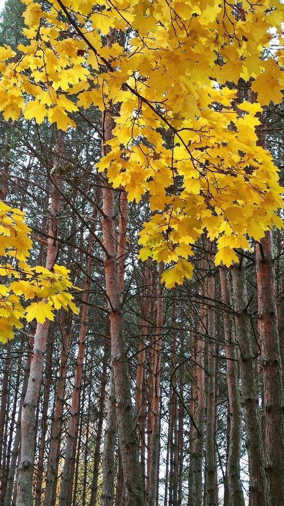 Photograph by Людмила Щуцкая