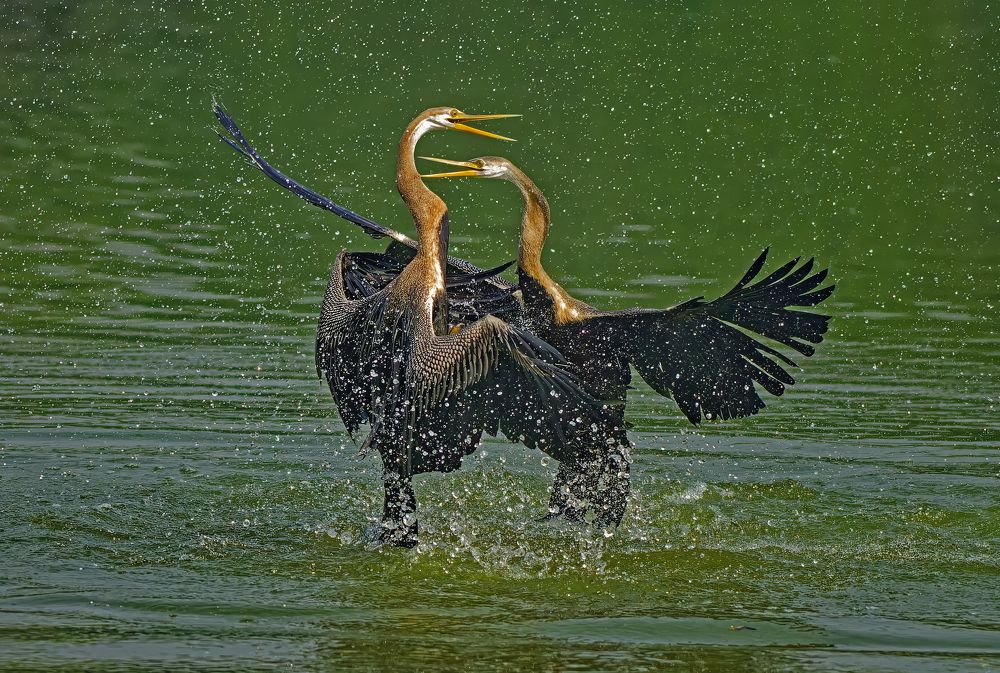 Clash Above the Waters: Darters' Territorial Battle