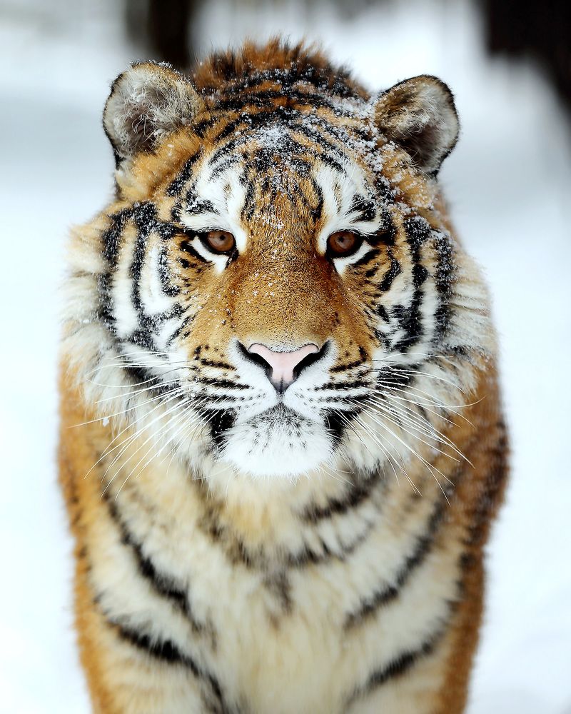 Photograph by Андрей Автухов