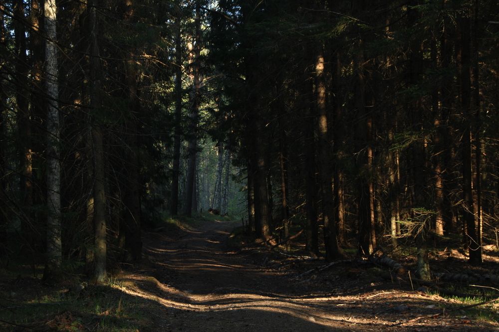 Фотография автора Анастасия Зверева