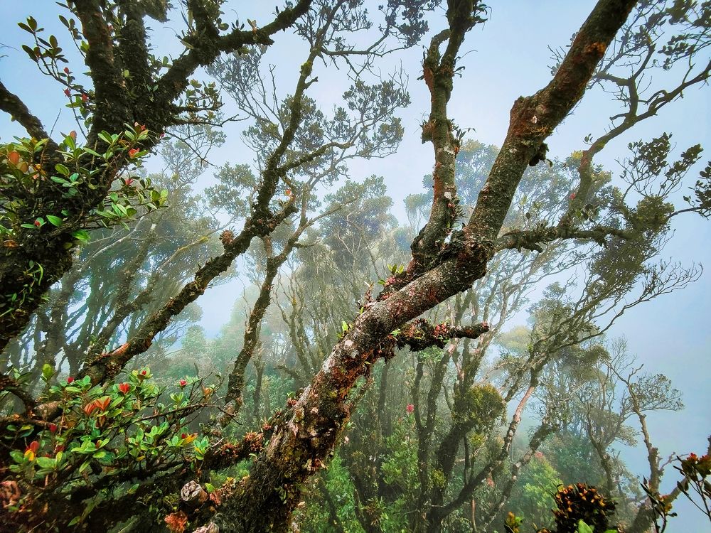 Mossy forest, one of the wonders of nature