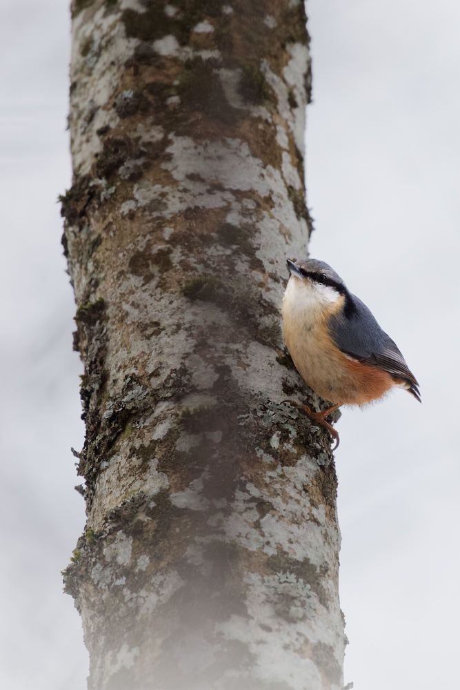 Nuthatch on the tree.