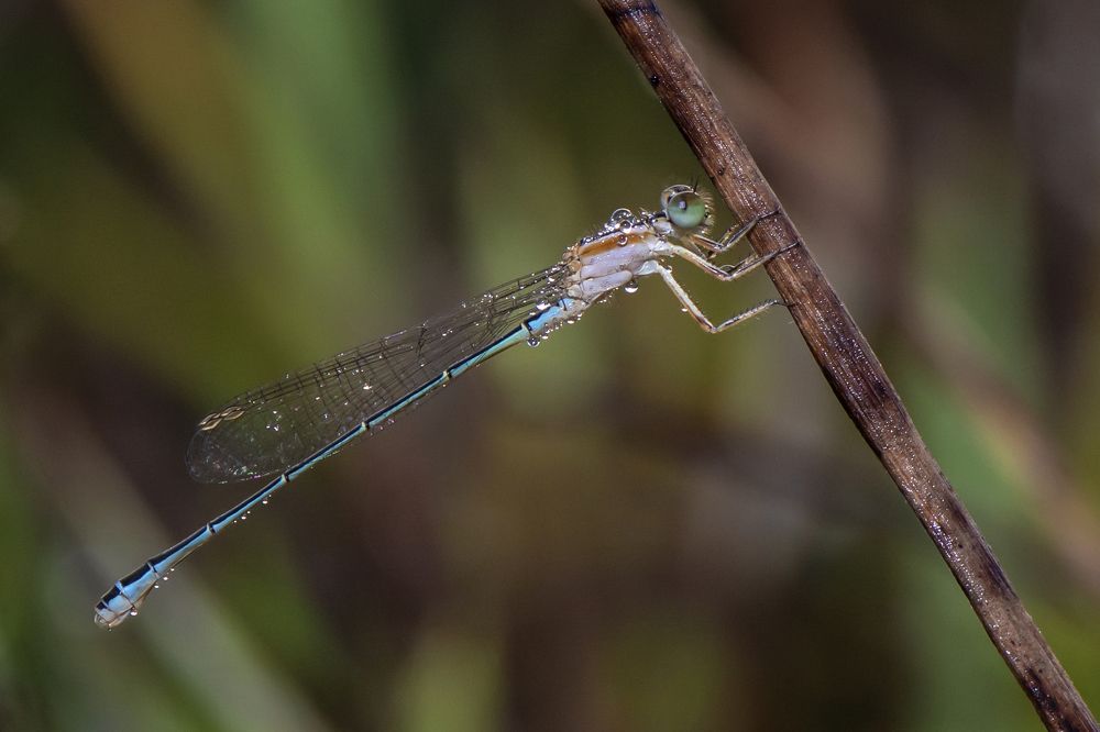 Photograph by Octavio Do Nascimento