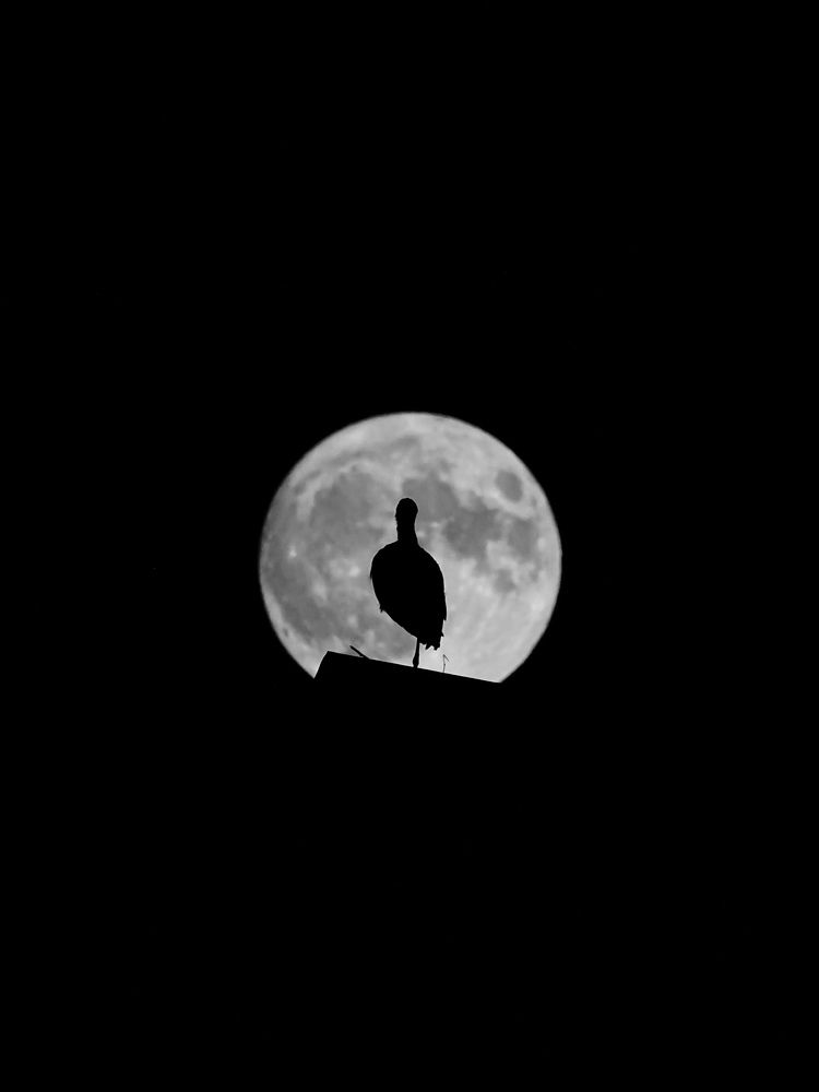 Stork's moon