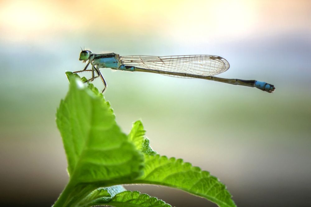 Photograph by Octavio Do Nascimento