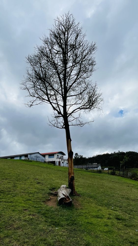 Фотография автора Hemalatha kothamasi