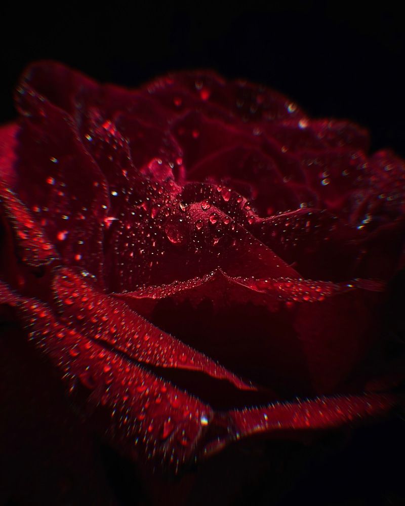 Photograph by Veronika Vilima