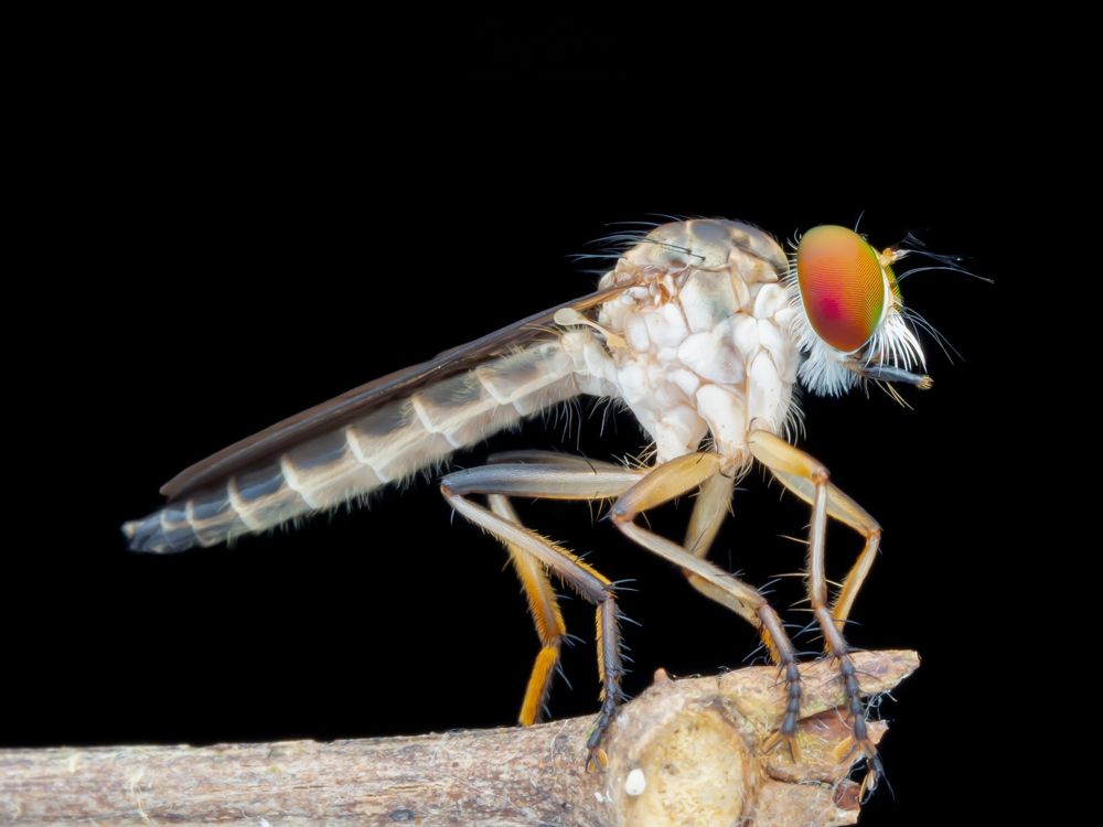 Robberfly