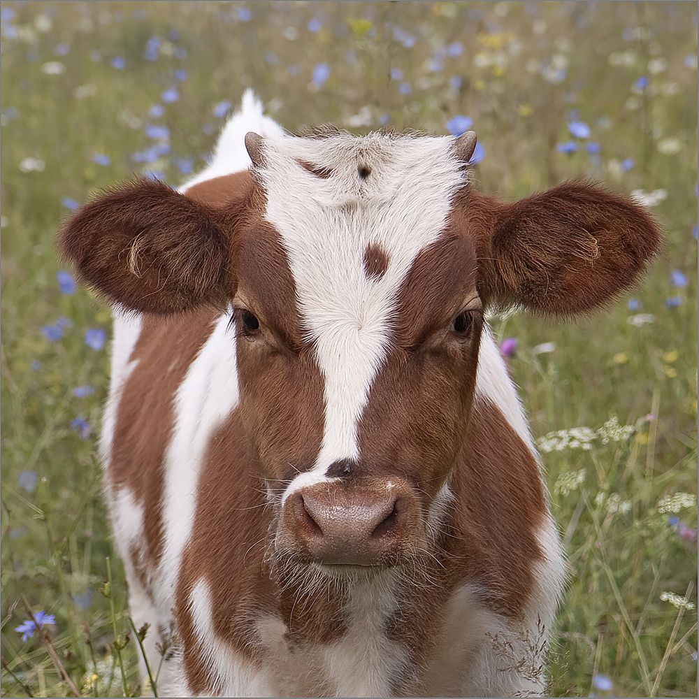 Портрет на лугу