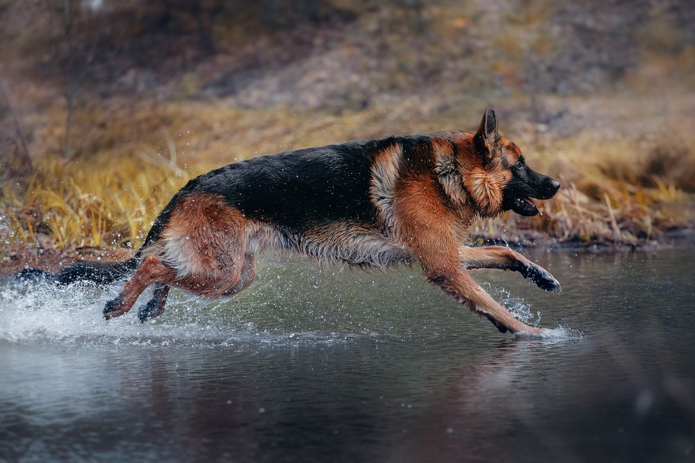 Фотография автора Олеся Евгеньевна