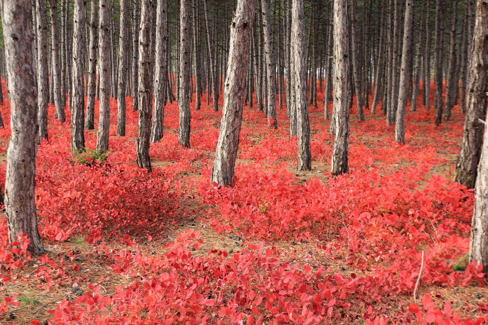 Photograph by Евгения Загудаева