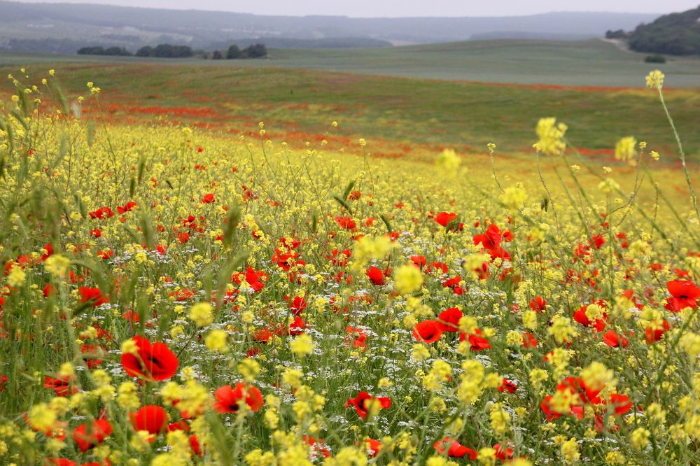 Photograph by Евгения Загудаева