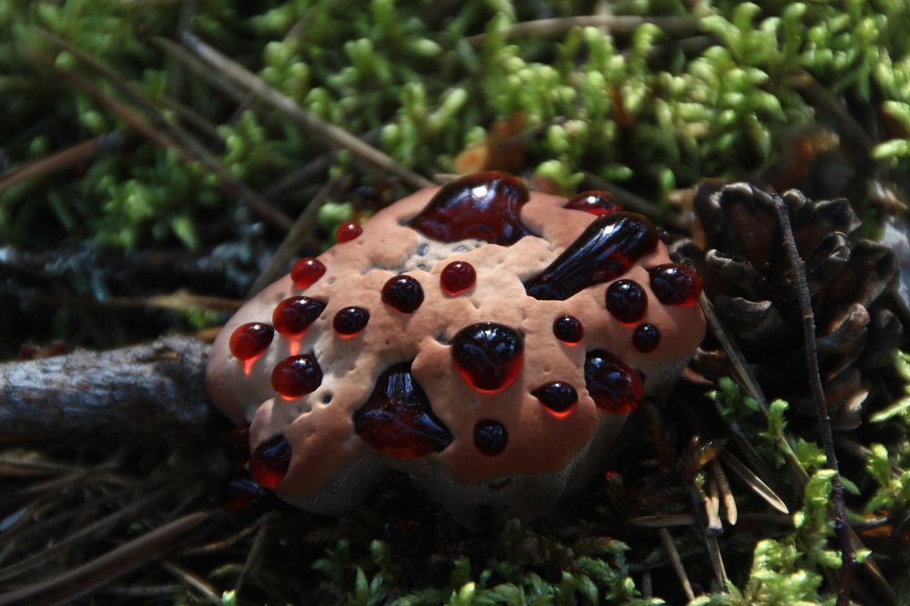 Фотография автора Анастасия Зверева