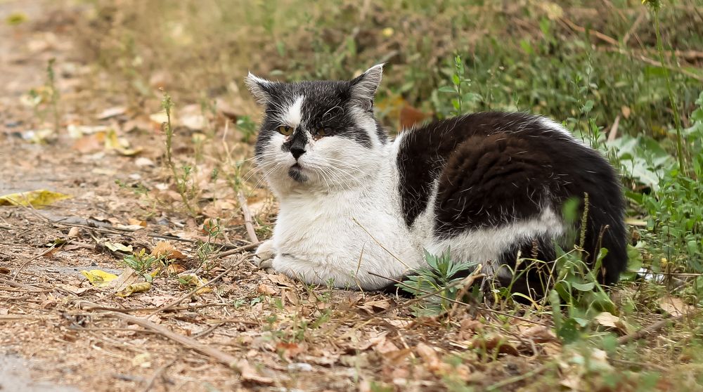 A yard white cat with black spots