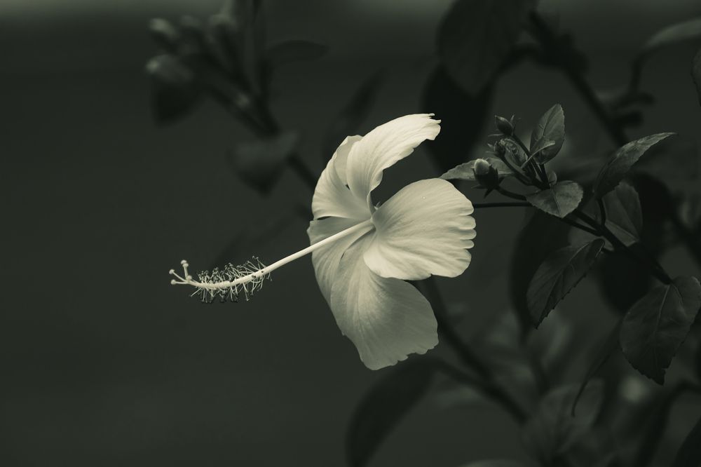 Photograph by Rumi S. Yada