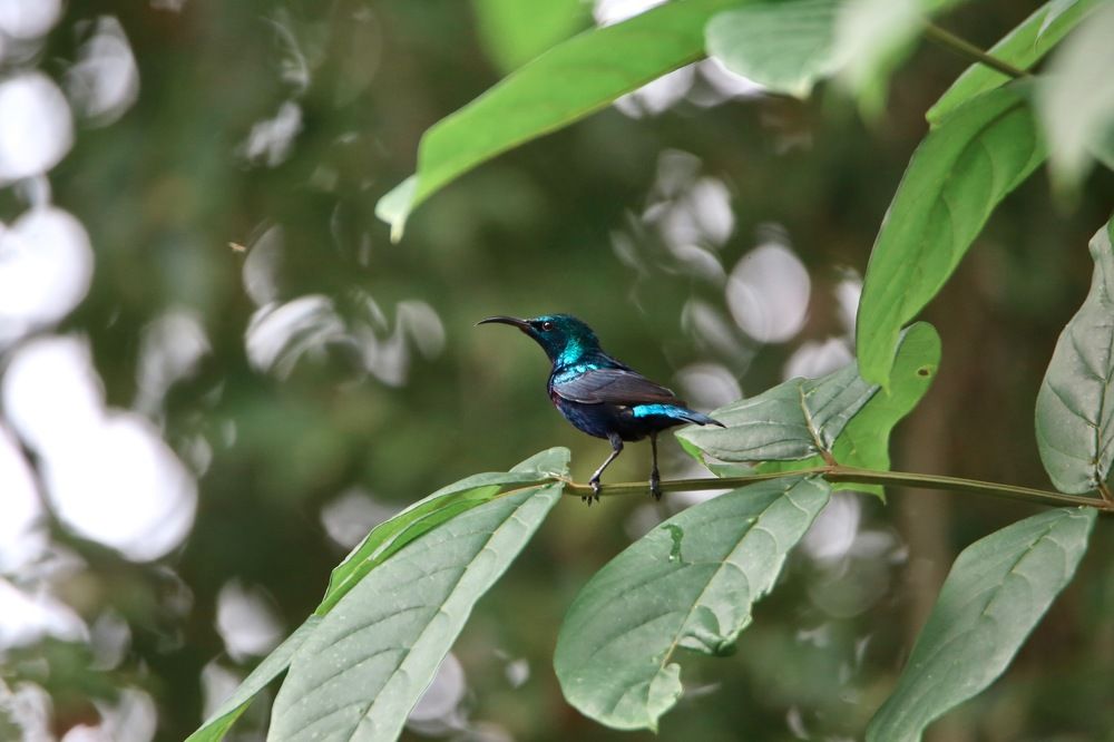 Photograph by Sayan Saha