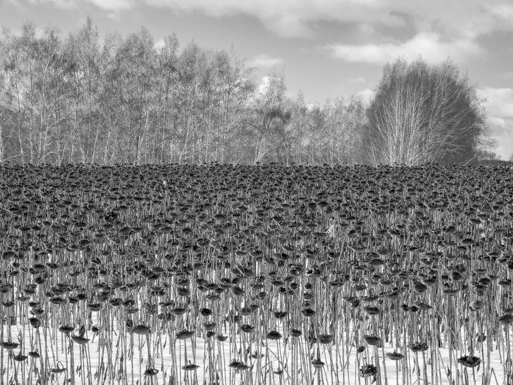 Photograph by Степанов Евгений