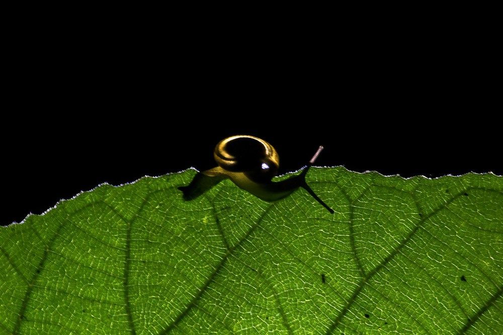 Photograph by Partha Chakraborty