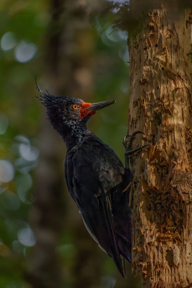 Black Woodpecker