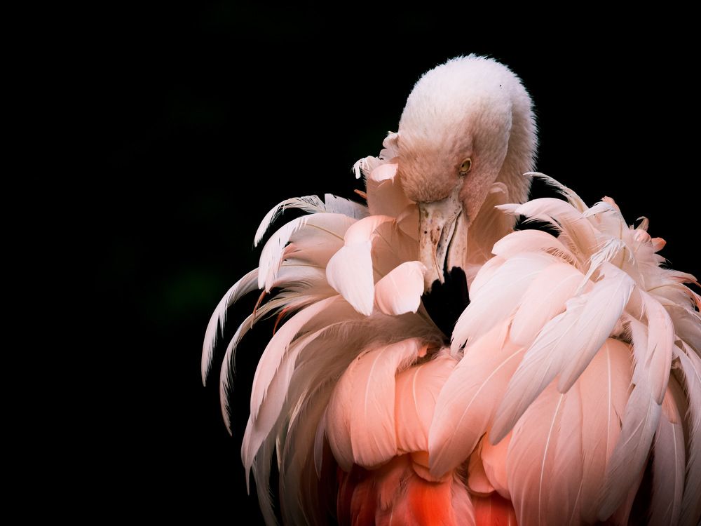 Flamingo