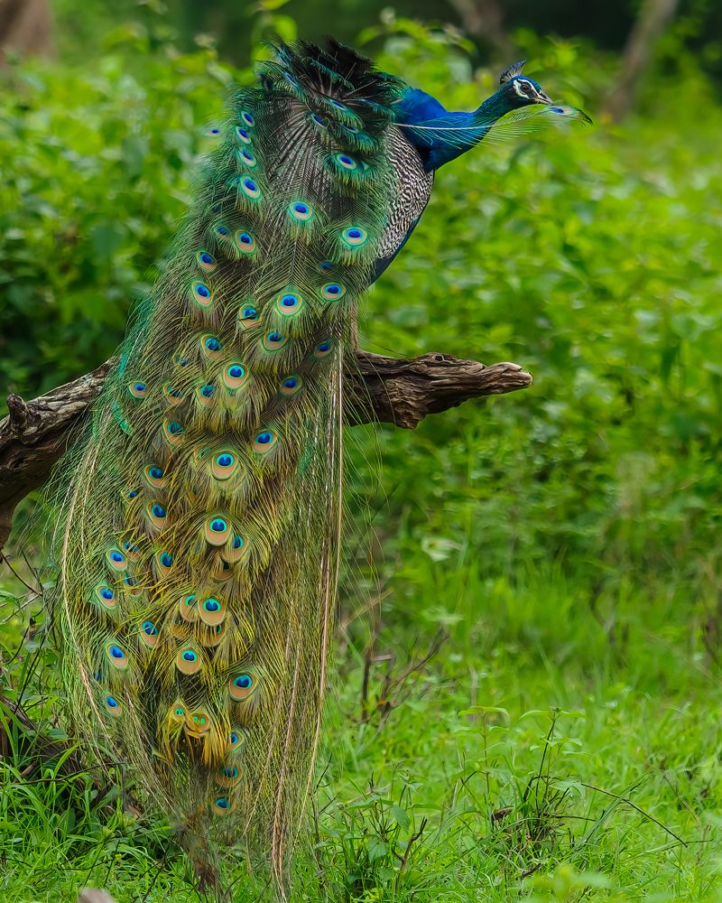 Photograph by Venkat Mangudi