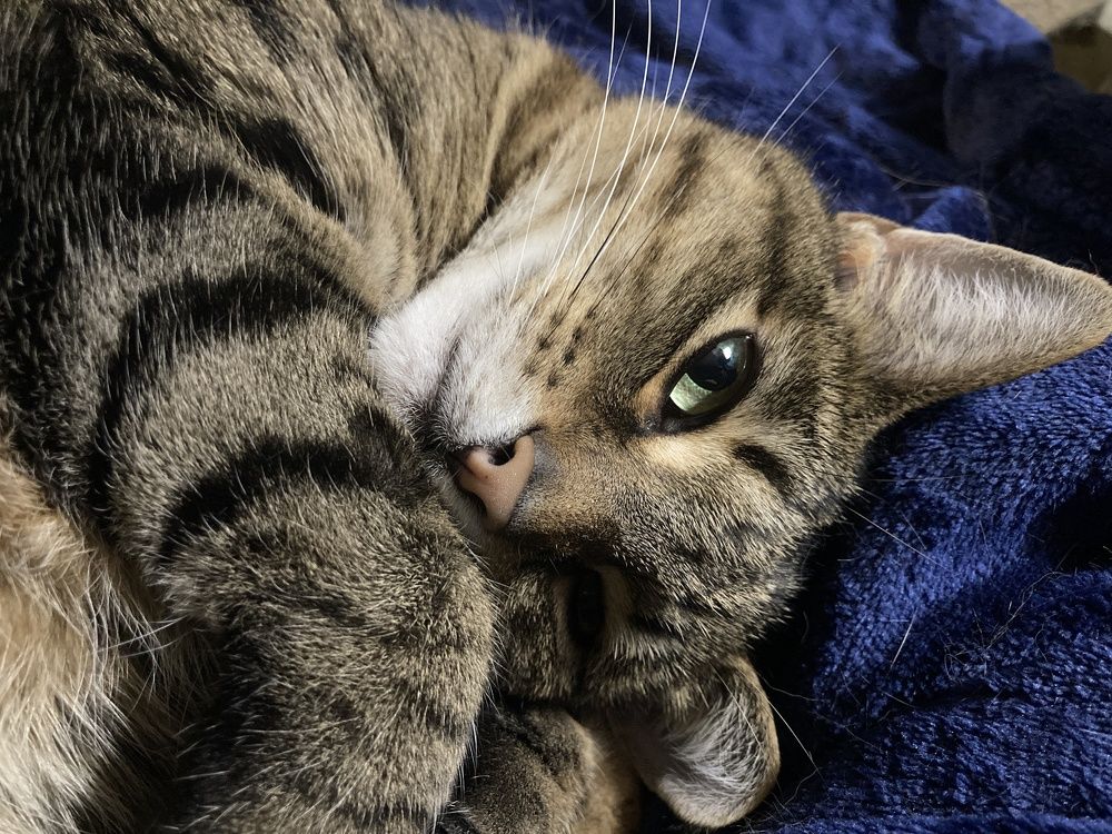 I’m Adorable and I Know It