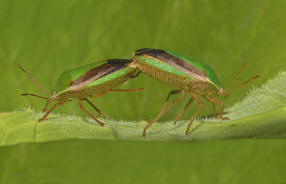 Photograph by Emilio Mariano Gutiérrez