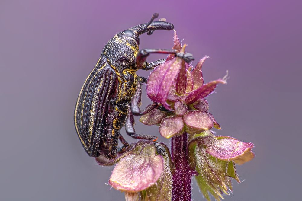 Photograph by NeCoTi ChonTin