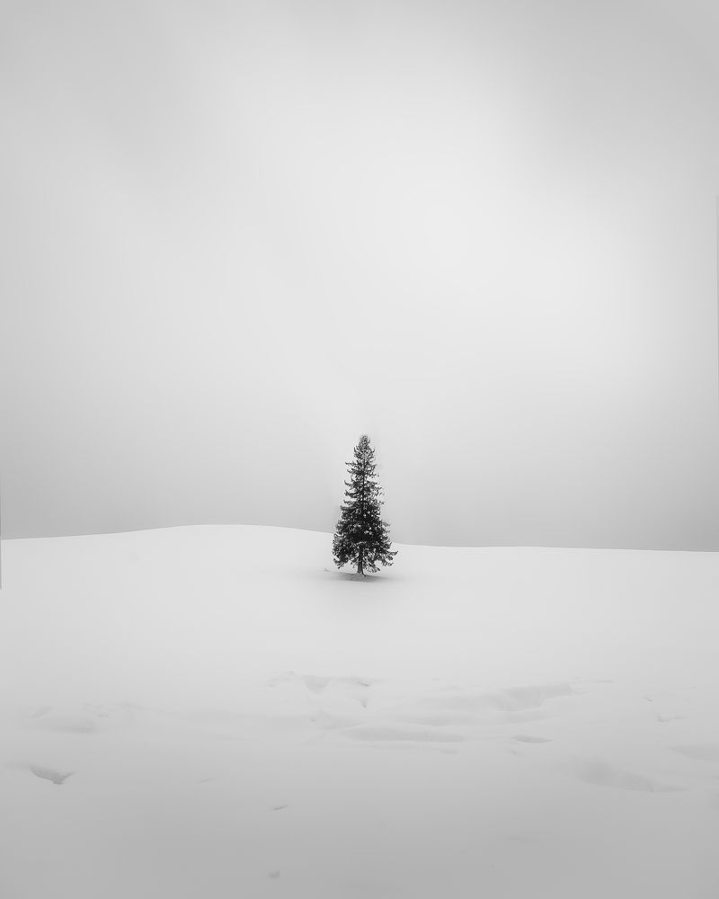 Lone Christmas Tree