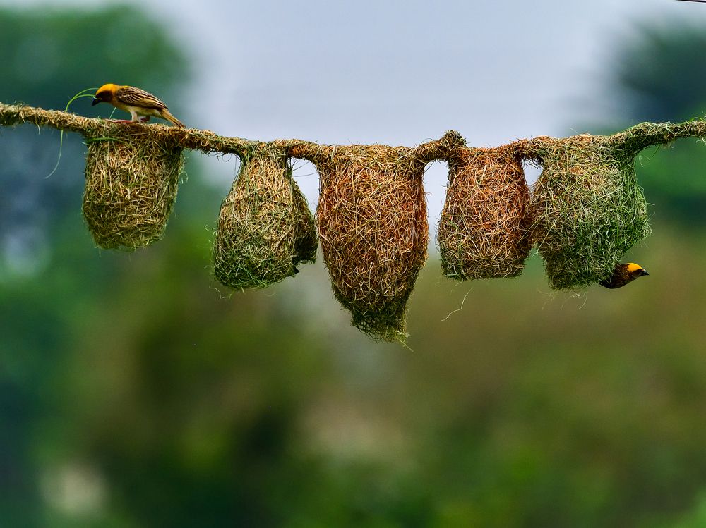 Photograph by Irene Chattopadhyay