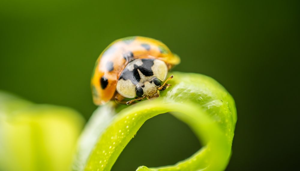 Фотография автора Jose Marcos Carvajal Tarazona