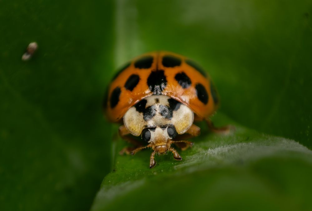 Фотография автора Jose Marcos Carvajal Tarazona