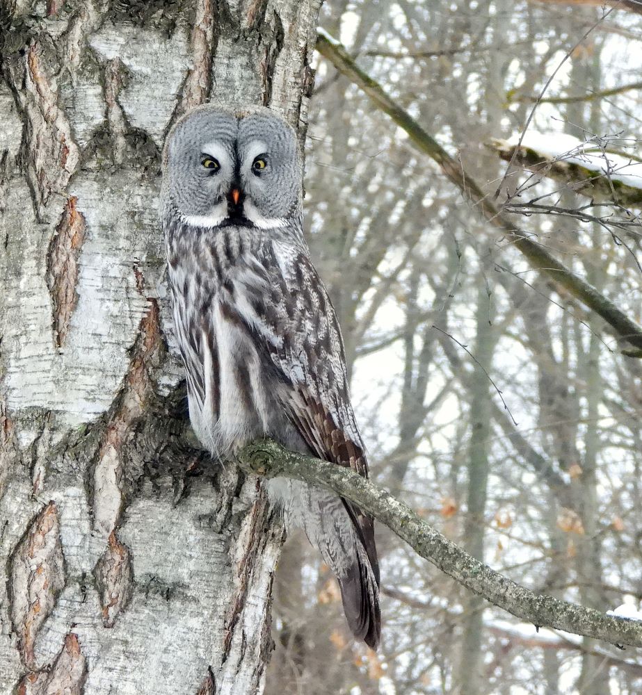 Photograph by Татьяна ТУРСКАЯ