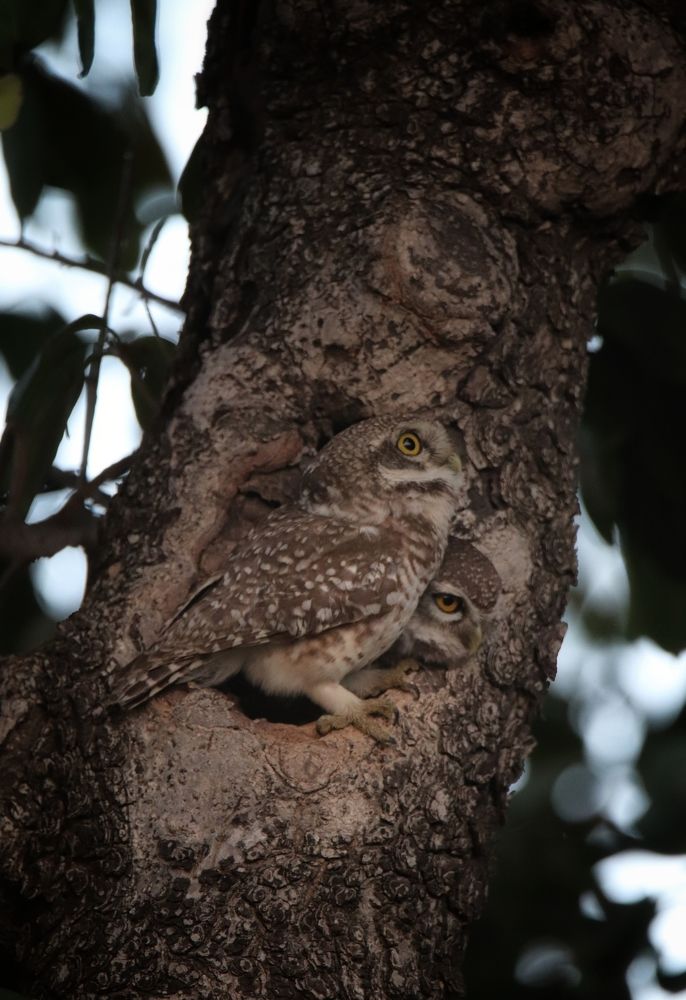 Photograph by Premal Nandpal