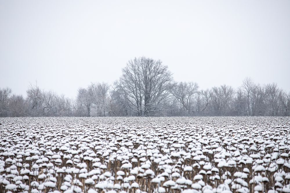 Сонное царство