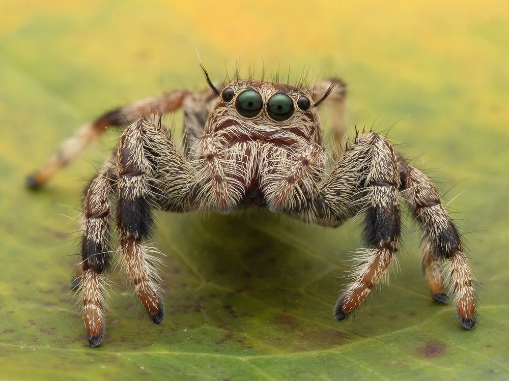 Heavy jumper - Hyllus sp. "Grafield"