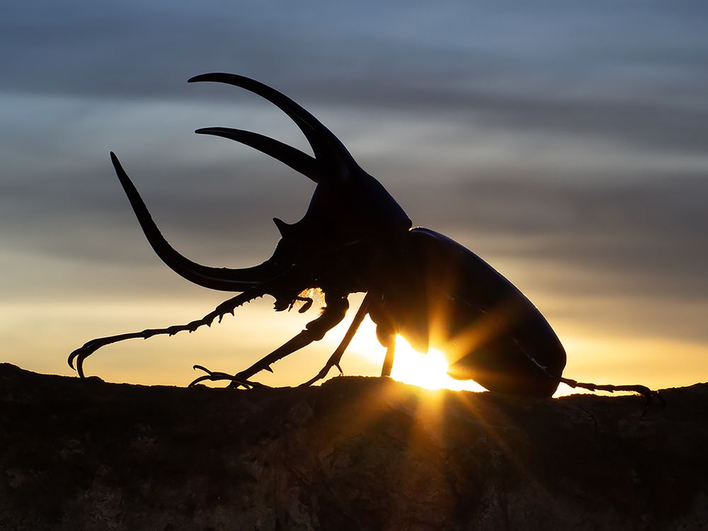 Moellenkampi beetle - Chalcosoma moellenkampi