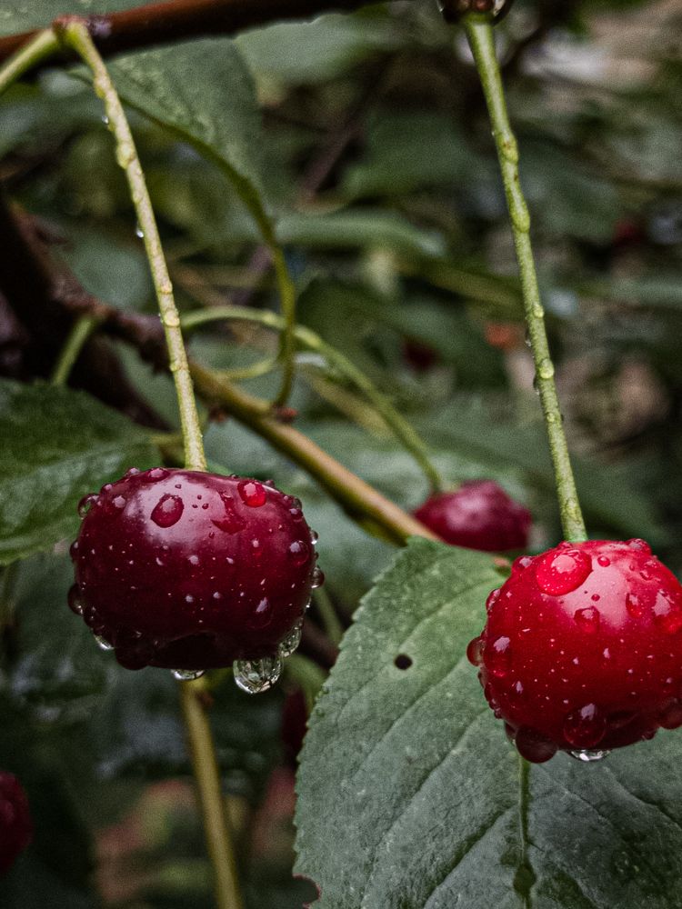 Photograph by Лариса Пасечник