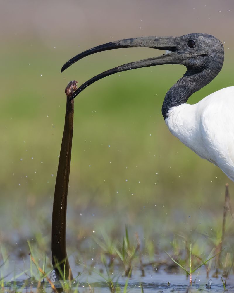 Black headed Ibis with kill