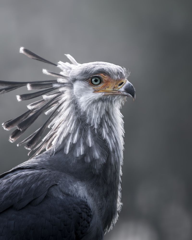 Secretary bird
