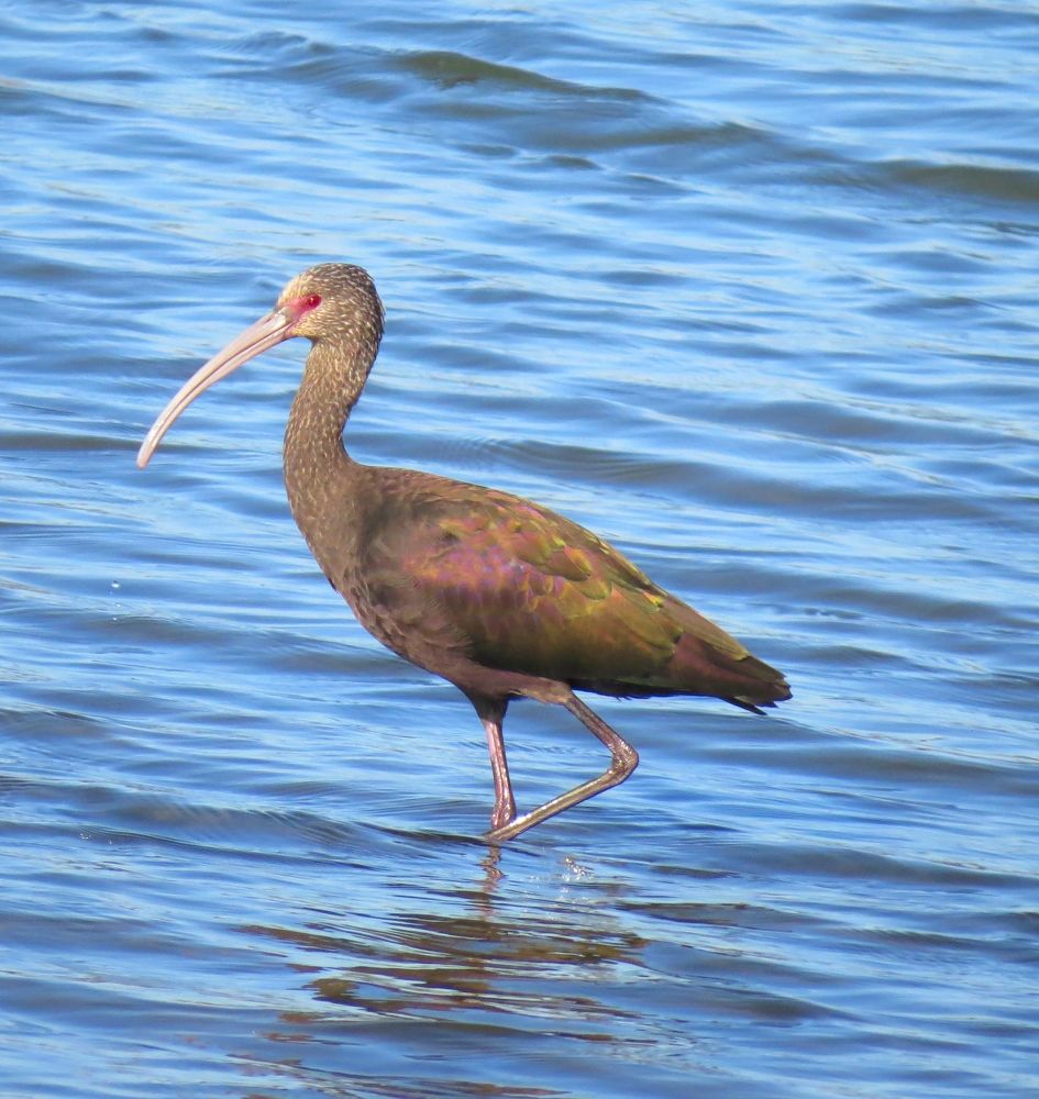 Фотография автора Carolina Mellado